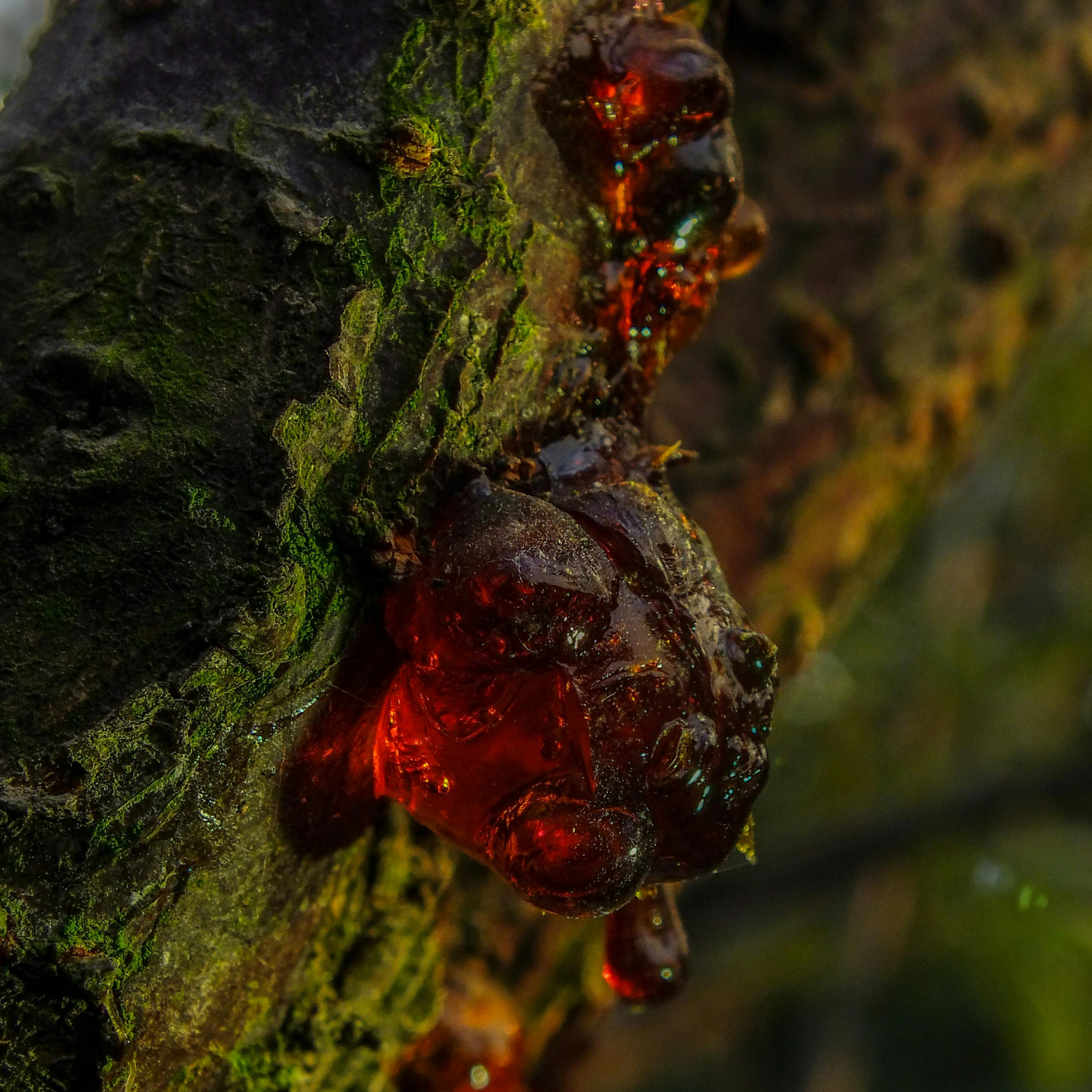 Woods + Resins