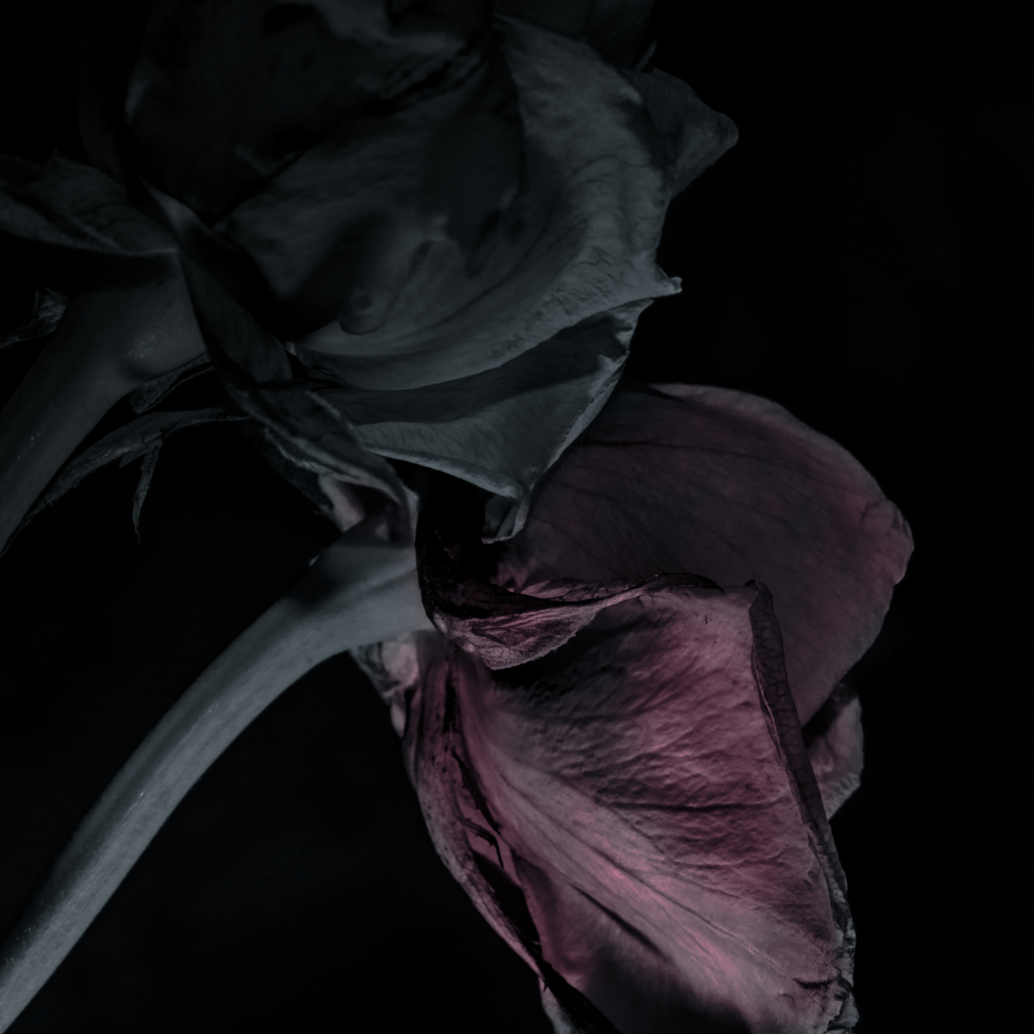 Nocturnal Florals