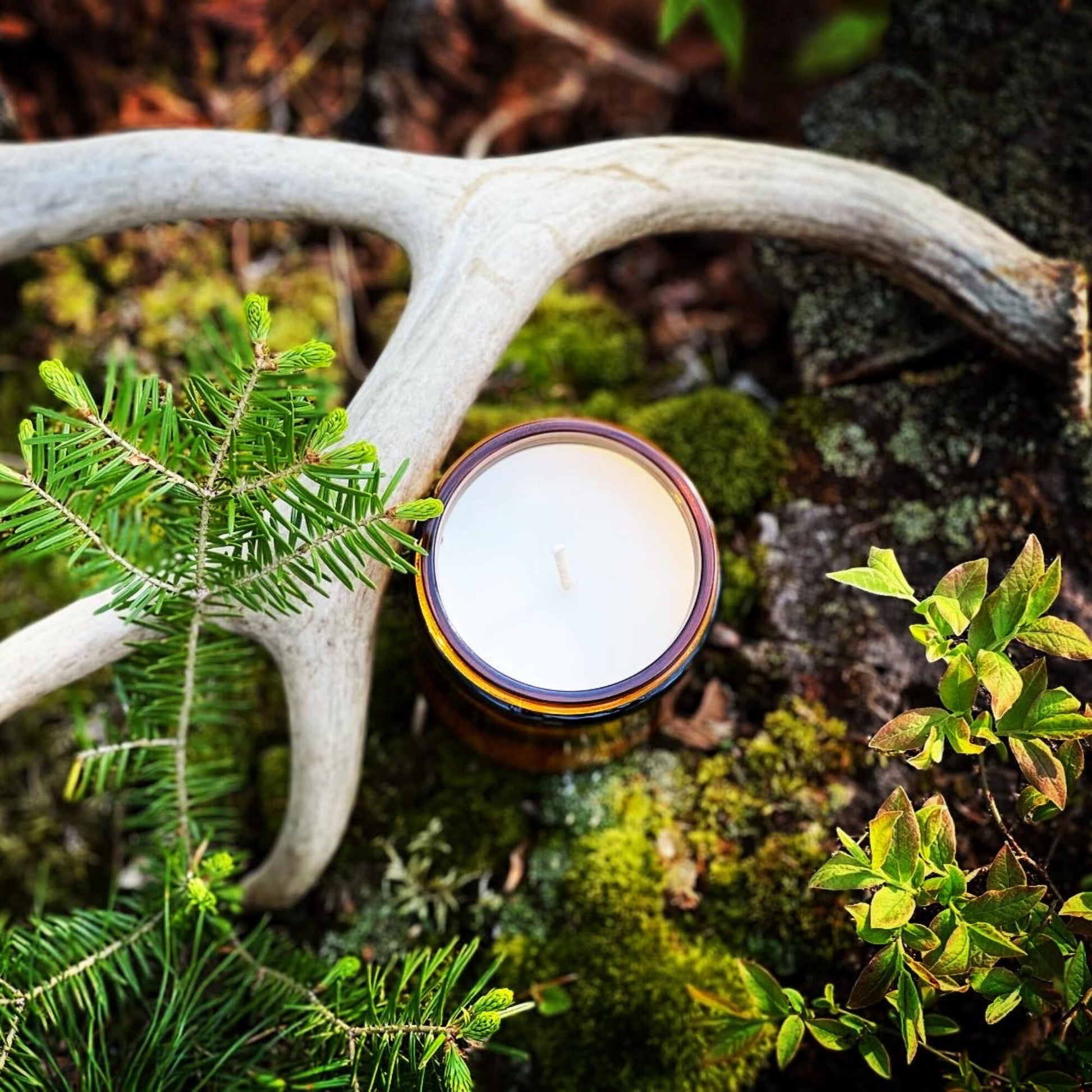 a candle sitting on top of a tree branch