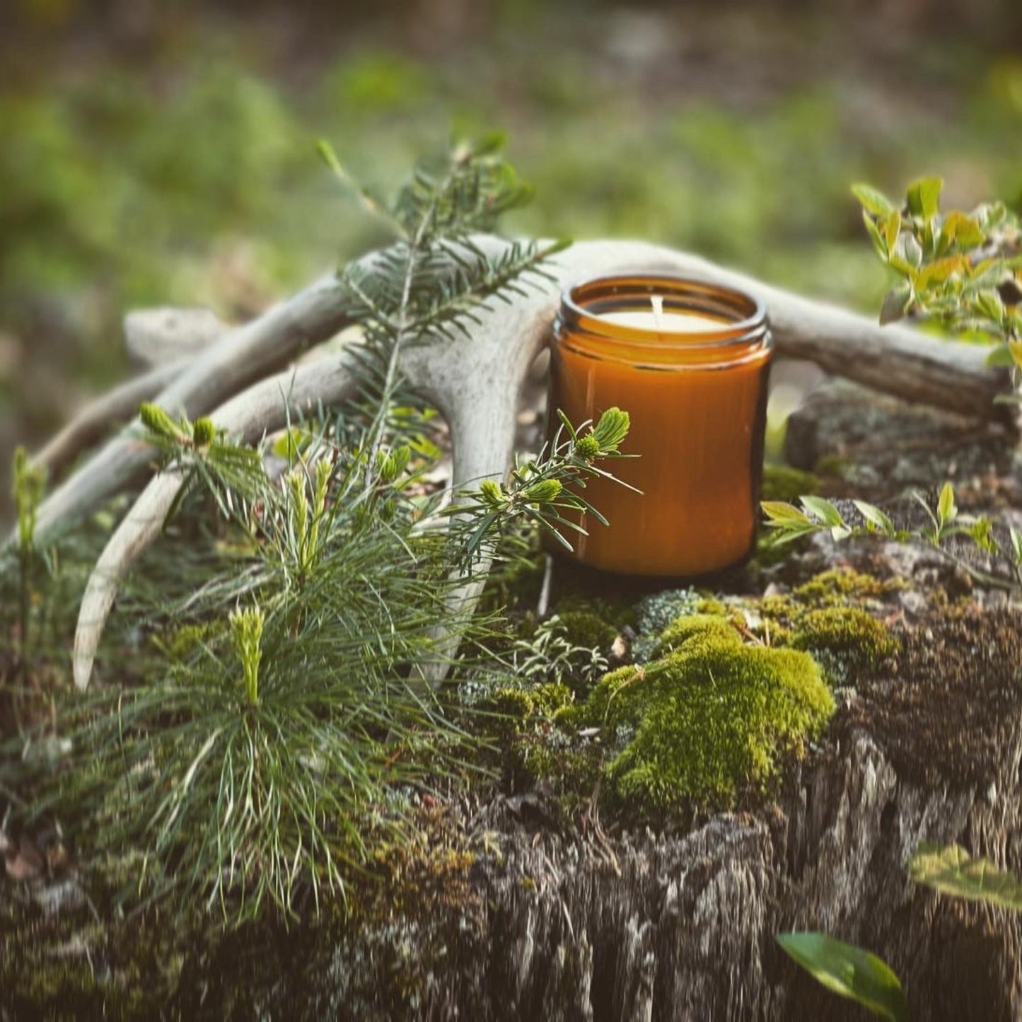 a candle sitting on top of a tree stump