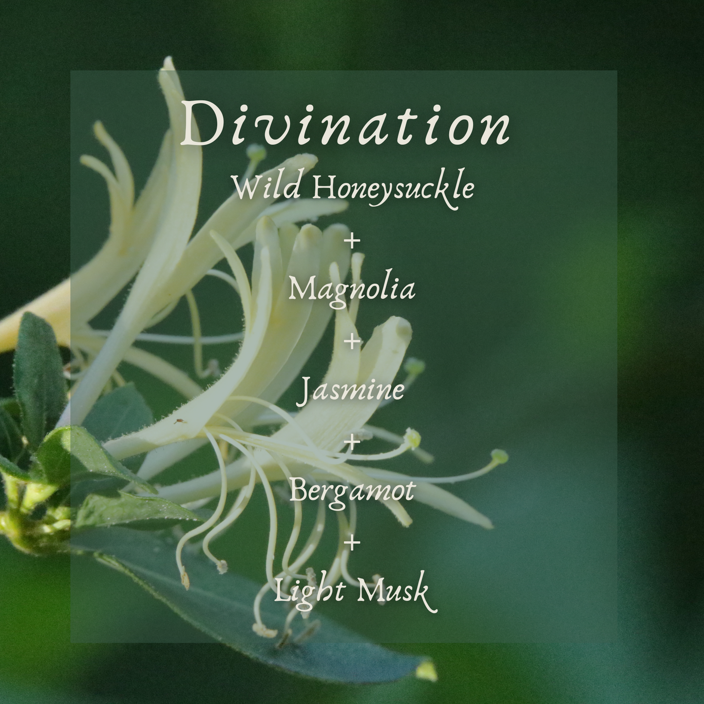 Divination Perfume Oil