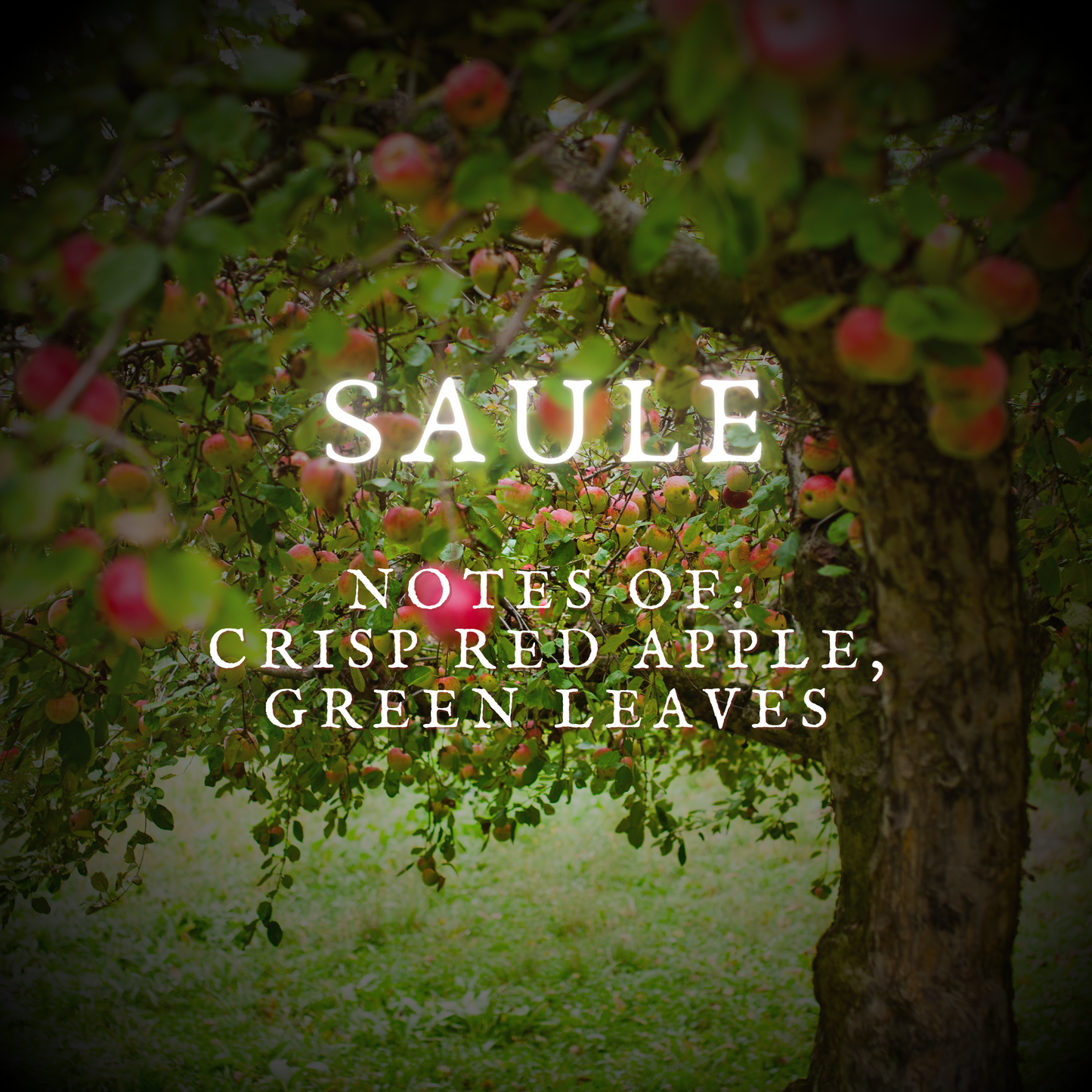 Saule Perfume Oil and Body Oil