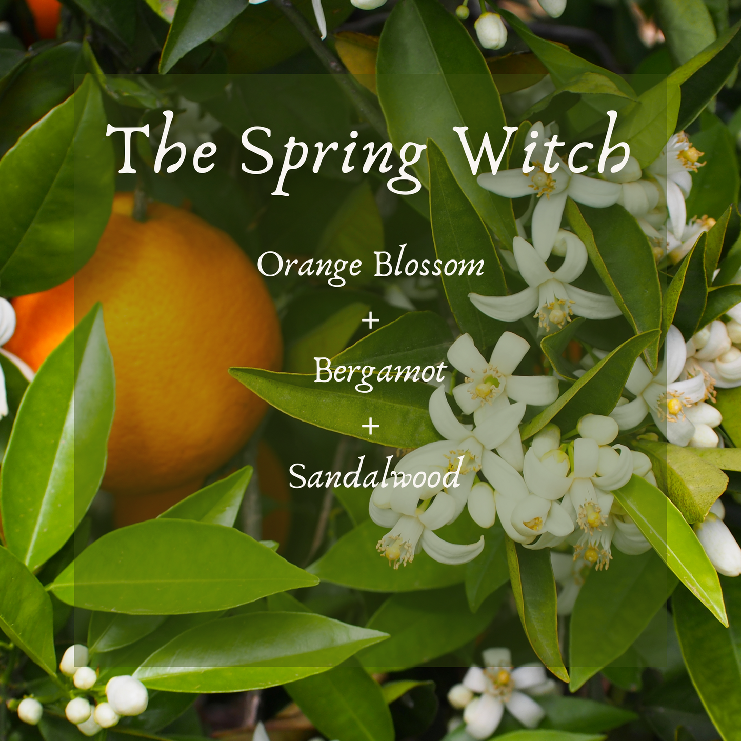 The Spring Witch Perfume Oil