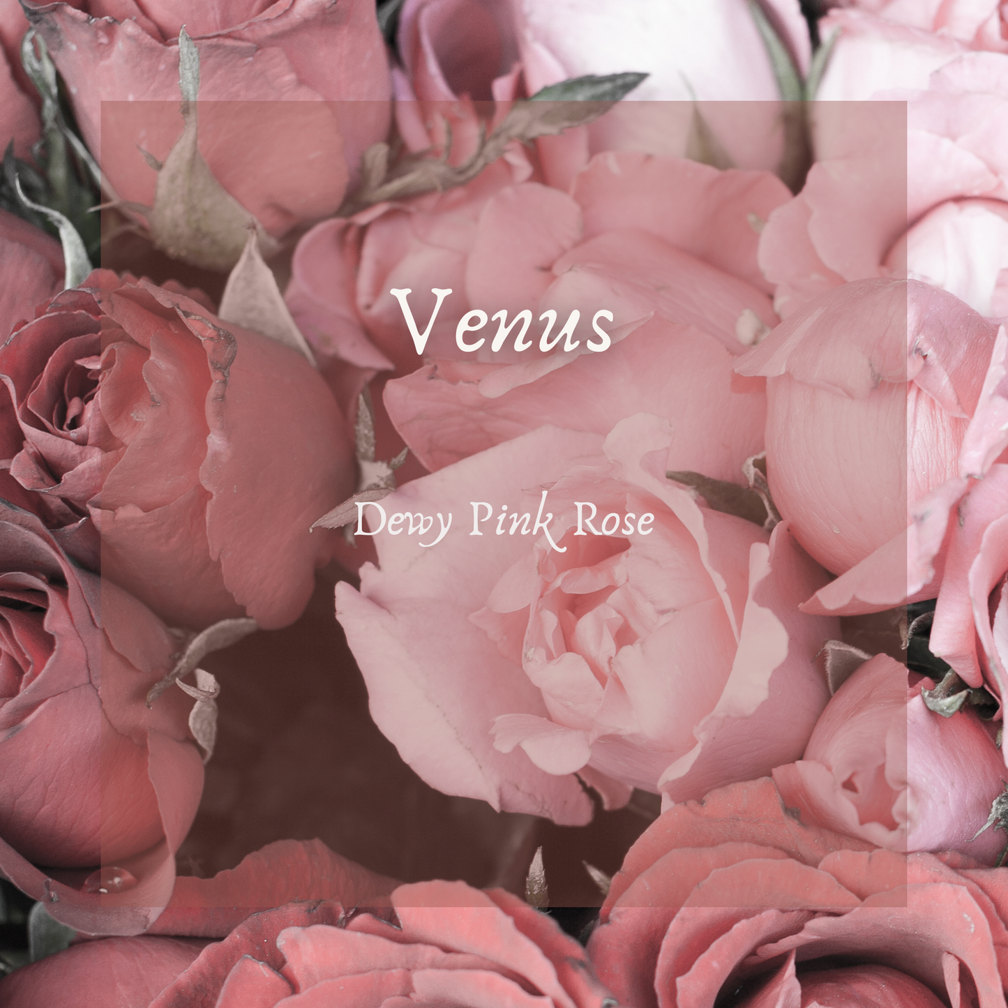 Venus Perfume Oil, Rose Perfume oil